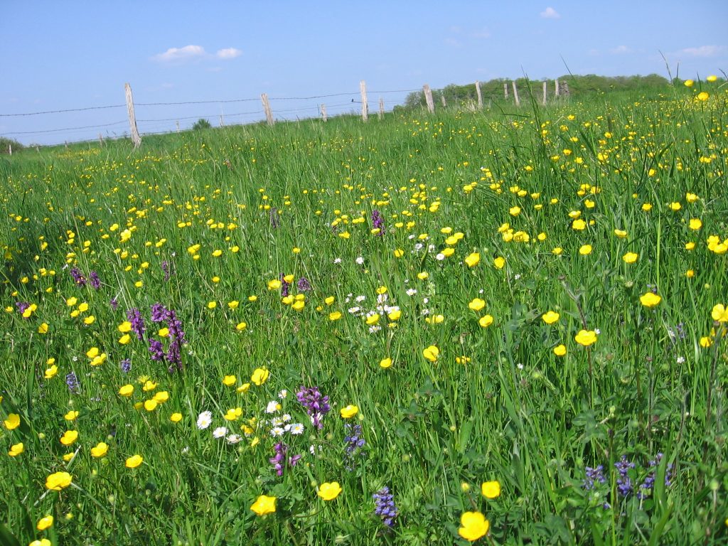 fleurs de Lorraine