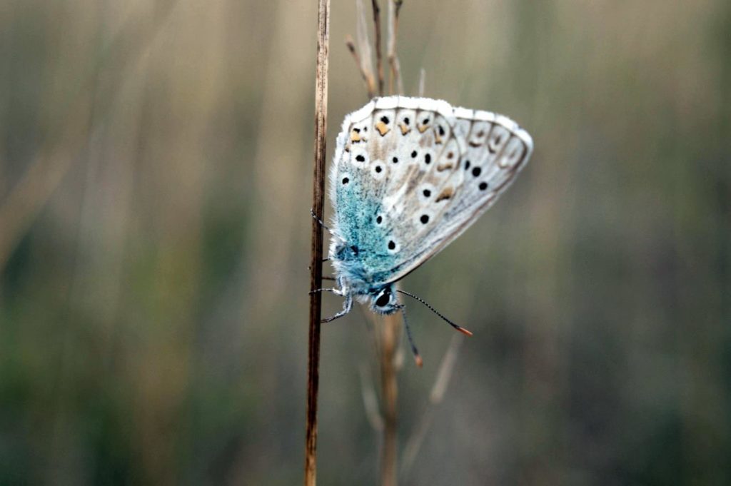 Papillon