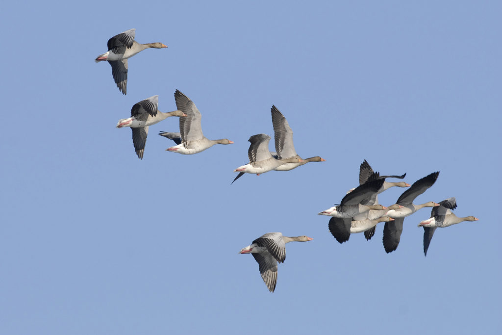 oies cendrées, migration