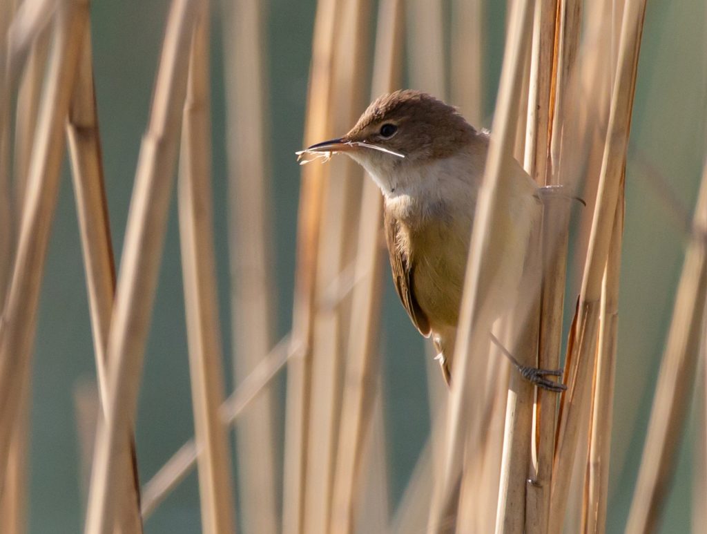 oiseaux, passereau