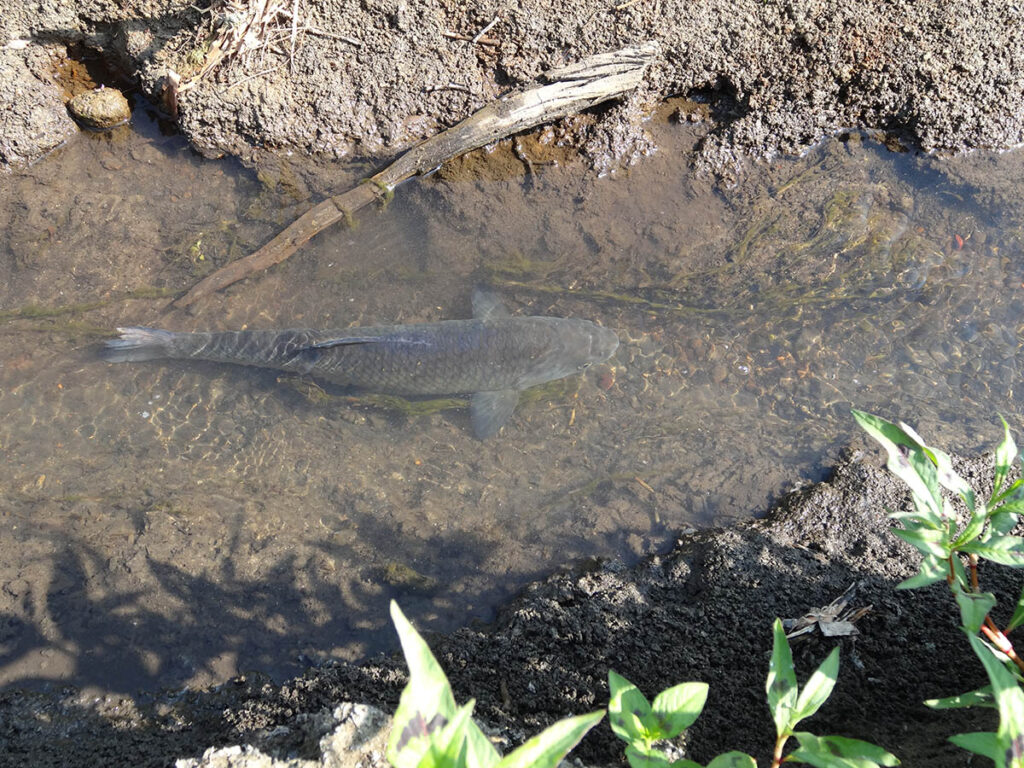 Une carpe dans l'eau