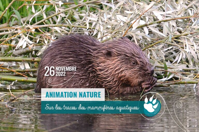 Animation nature mammifères aquatiques le 26 novembre 2022