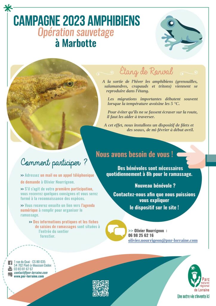 Affiche - opération ramassage des amphibiens