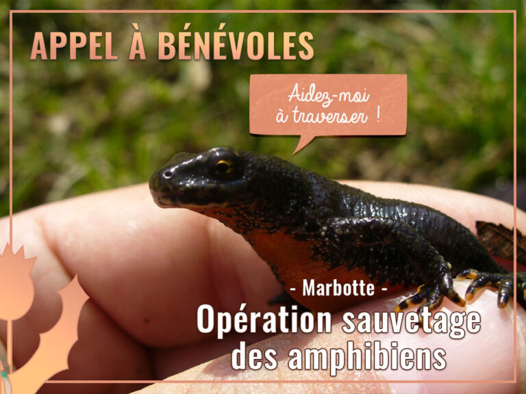 Visuel Appel à bénévole pour l'opération sauvetage des amphibiens à Marbotte