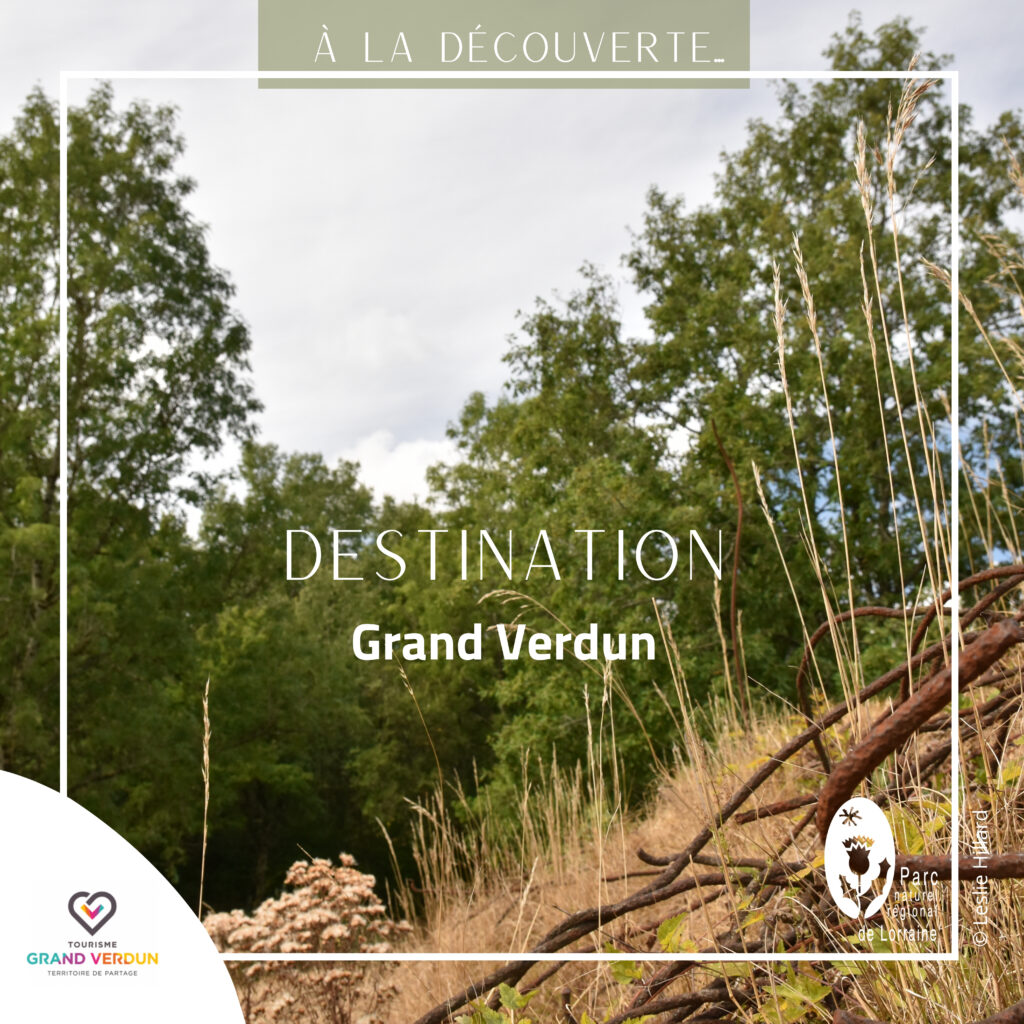 14-18 queue de cochon - Forêt d'Exception Verdun