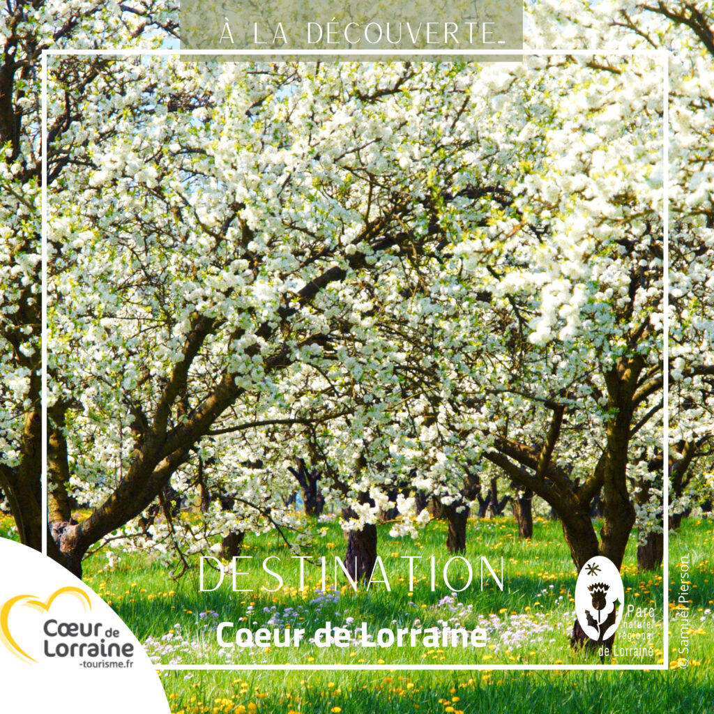 Vergers de mirabelliers en fleurs