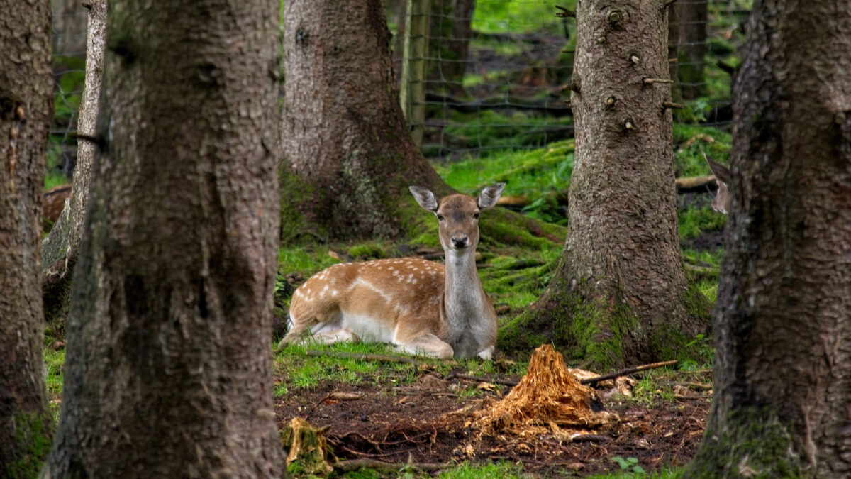 Un chevreuil en pause dans une forêt