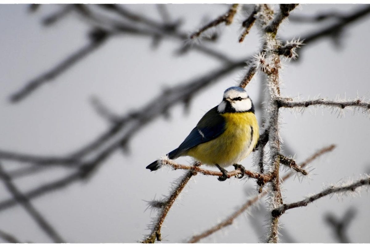 Mésange bleue. Photo : F.Schwaab