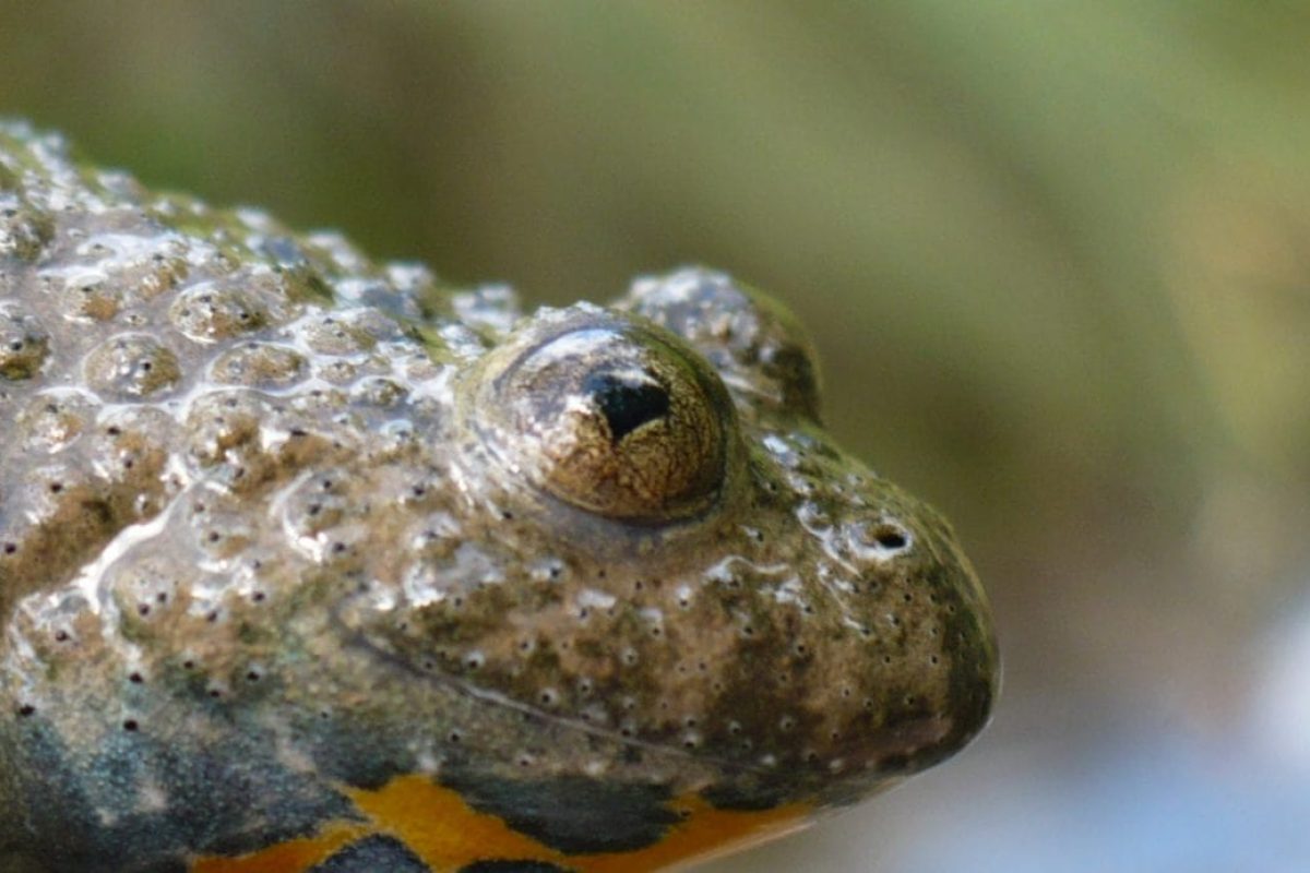 Bombina variegata-bandeau1 - sonneur à ventre jaune - crapaud