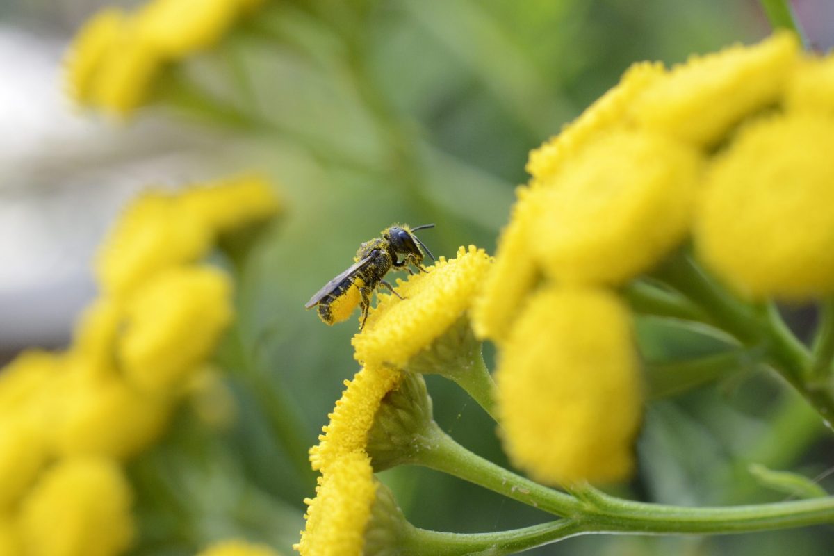 Pollinisateur. Photo : Apiccol
