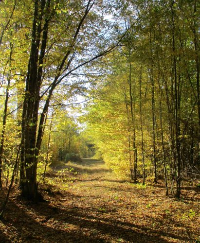 Forêt_de_La_Reine_p105