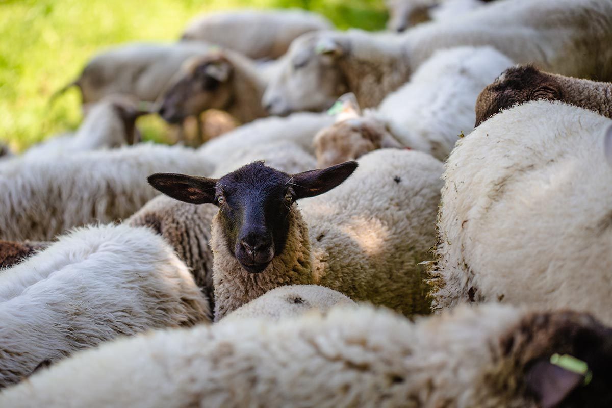 A herd of sheep grazing on a grass-covered field captured on a sunny day