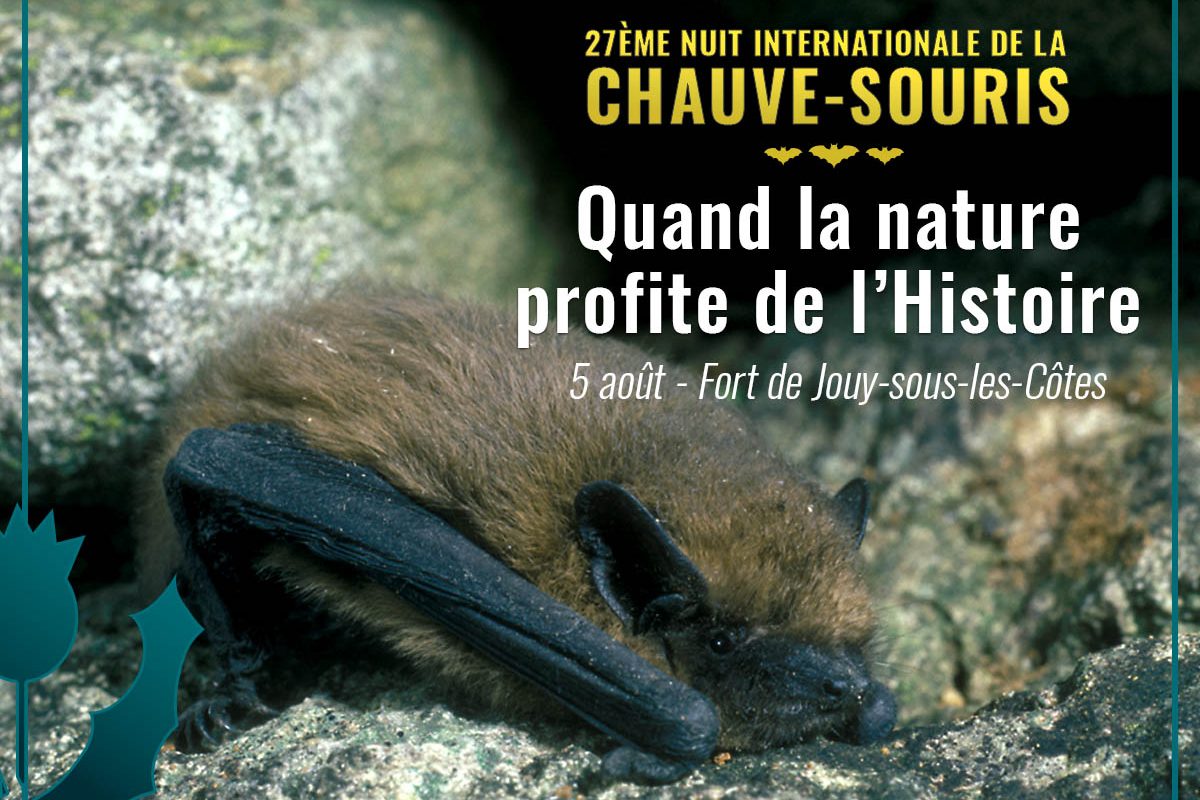 Nuit de la chauve-souris-2