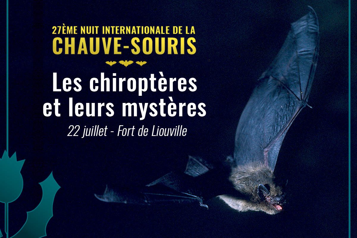 Nuit de la chauve-souris