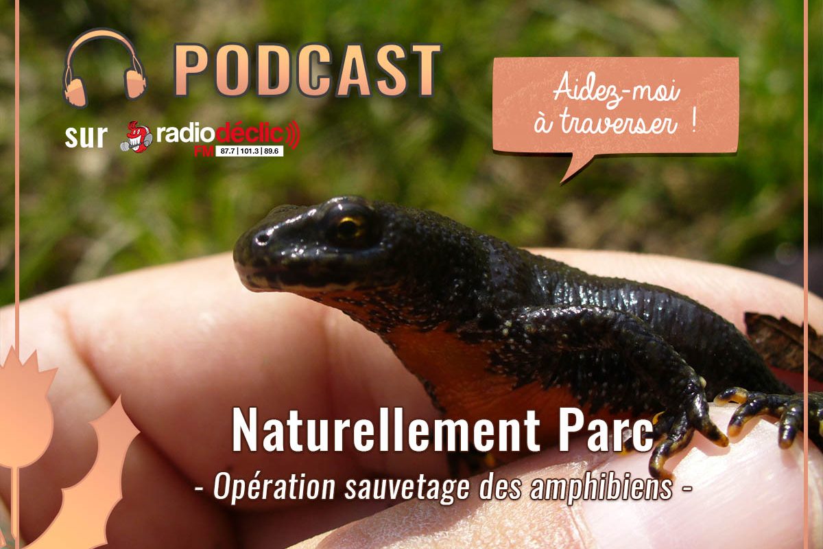 Podcast - Sauvetage_amphibiens