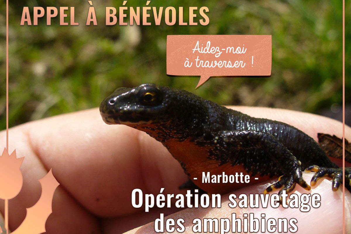 Visuel Appel à bénévole pour l'opération sauvetage des amphibiens à Marbotte