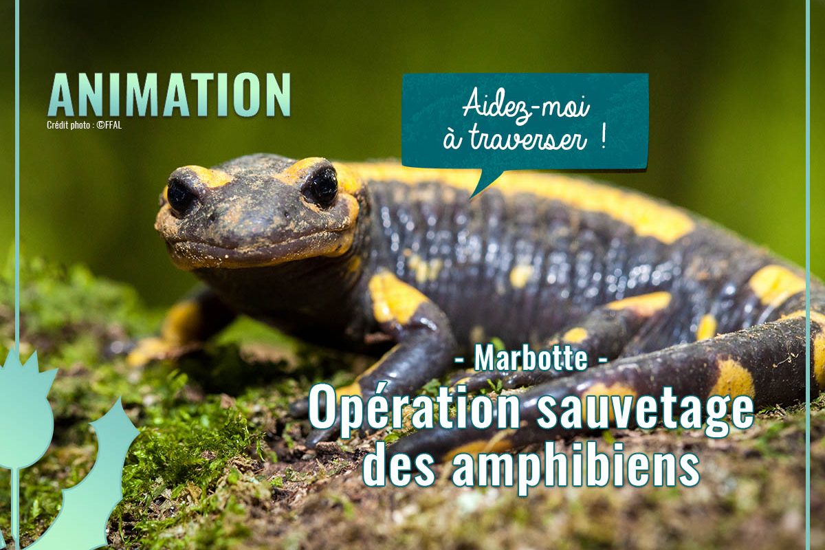Sortie-Sauvetage_amphibiens