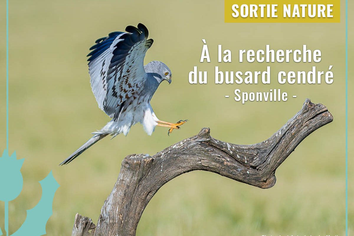 sortie-busard-cendre