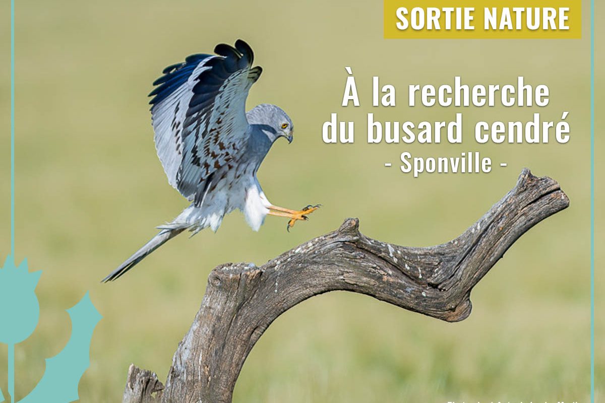 sortie-busard-cendre